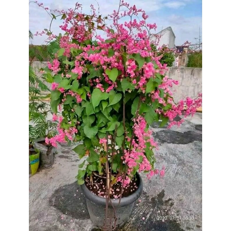 300 biji bunga bunga amp biji bunga air mata pengantin