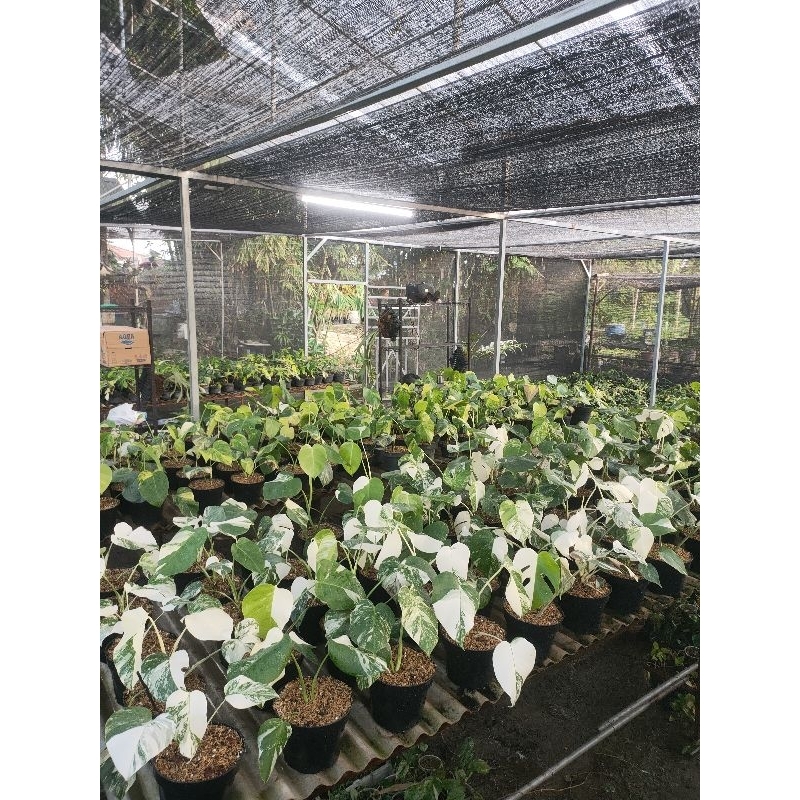 Monstera Varigata Marble