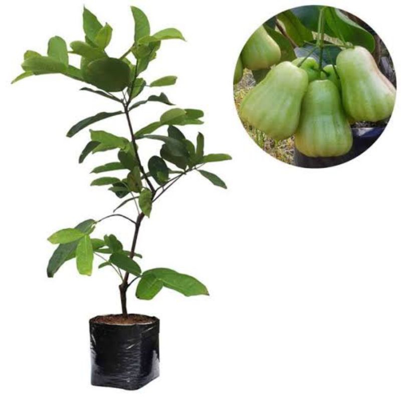 bibit jambu air madu deli