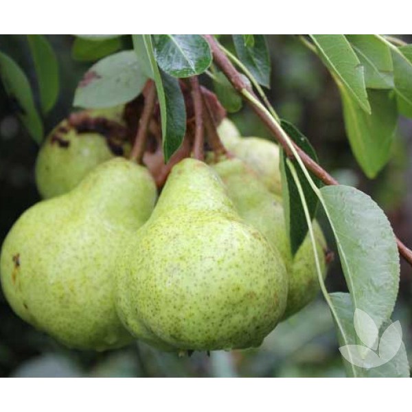 

PEAR PACKHAM
