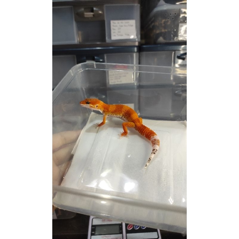 mainan Gecko SHTCTB h.Tremper