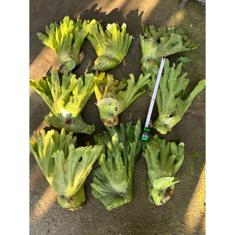 platycerium wandae jumbo +-50cm tanpa media