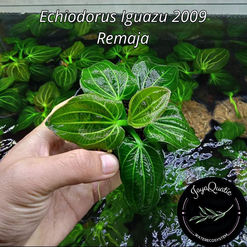 Echiodorus Iguazu 2009 Size Remaja - Tanaman Aquascape Aquarium