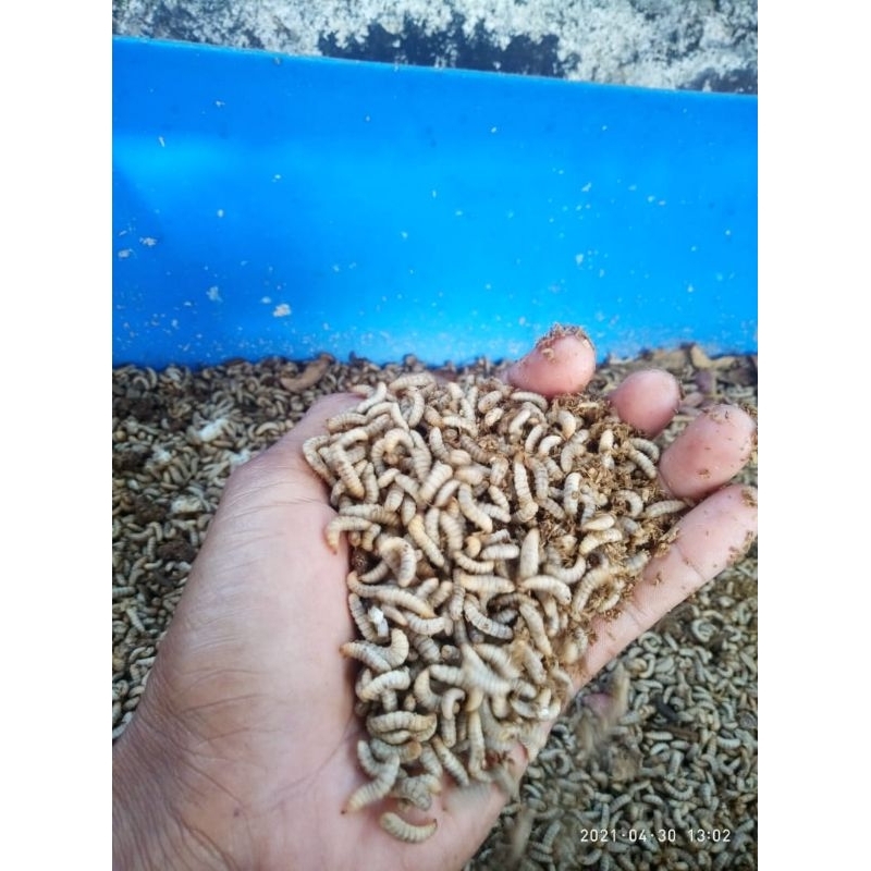 fresh maggot, maggot hidup, maggot super 1 KG