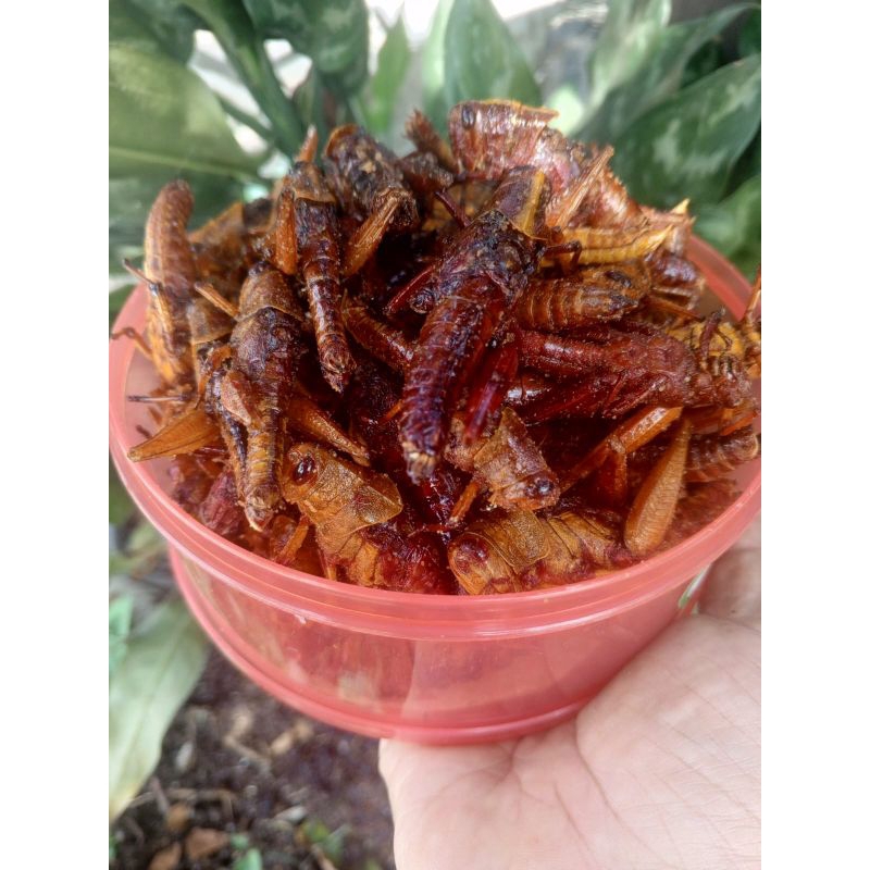 

WALANG KAYU GORENG gurih khas sragen
