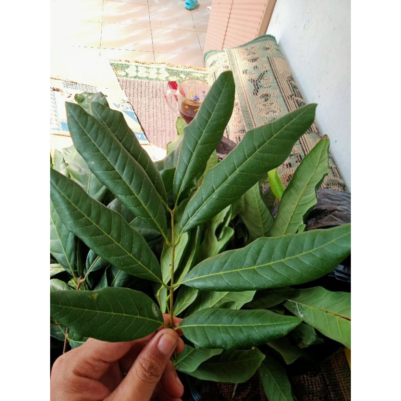 

daun lengkeng 50 lembar