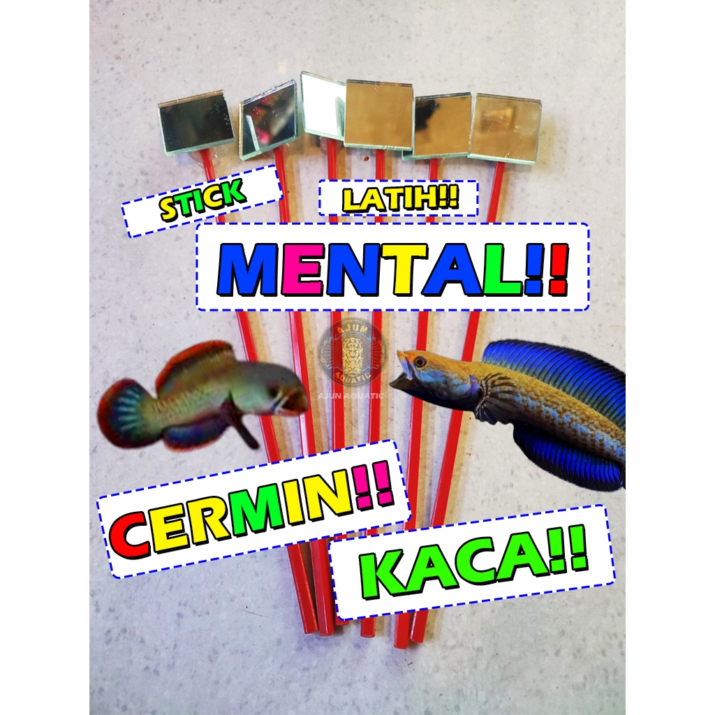 Stick Cermin Mental Channa Cupang / Kaca Latih Mental Channa Galak