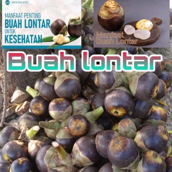 

(Stok Ready) Buah lontar siwalan semarang isi 9 biji kupas