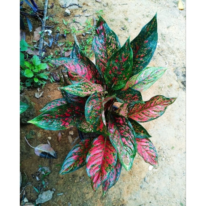 aglonema red Venus Rumpun 5 pohon
