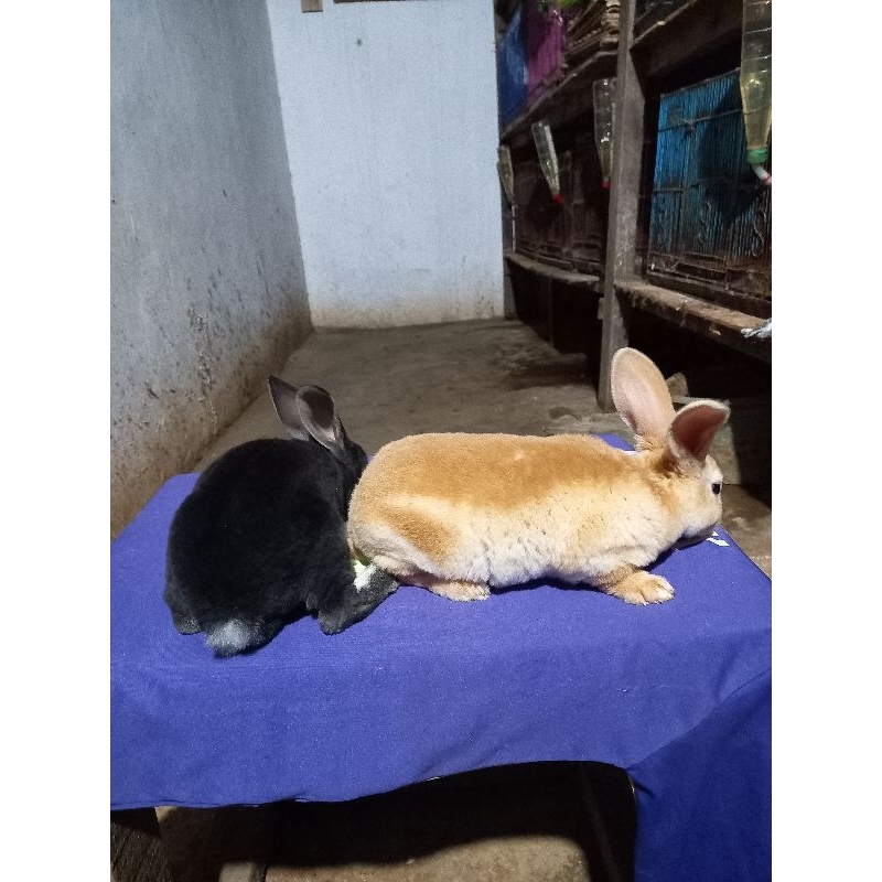 Kelinci Rex bulu karpet anakan sepasang (4).