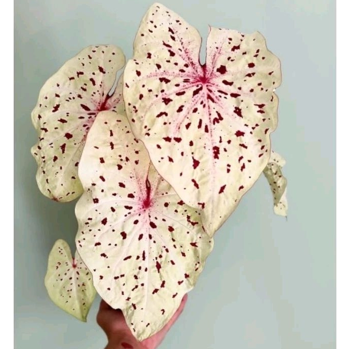 Tanaman Hias Caladium White Leopard-Keladi Hias White Leopard Cantik Murah