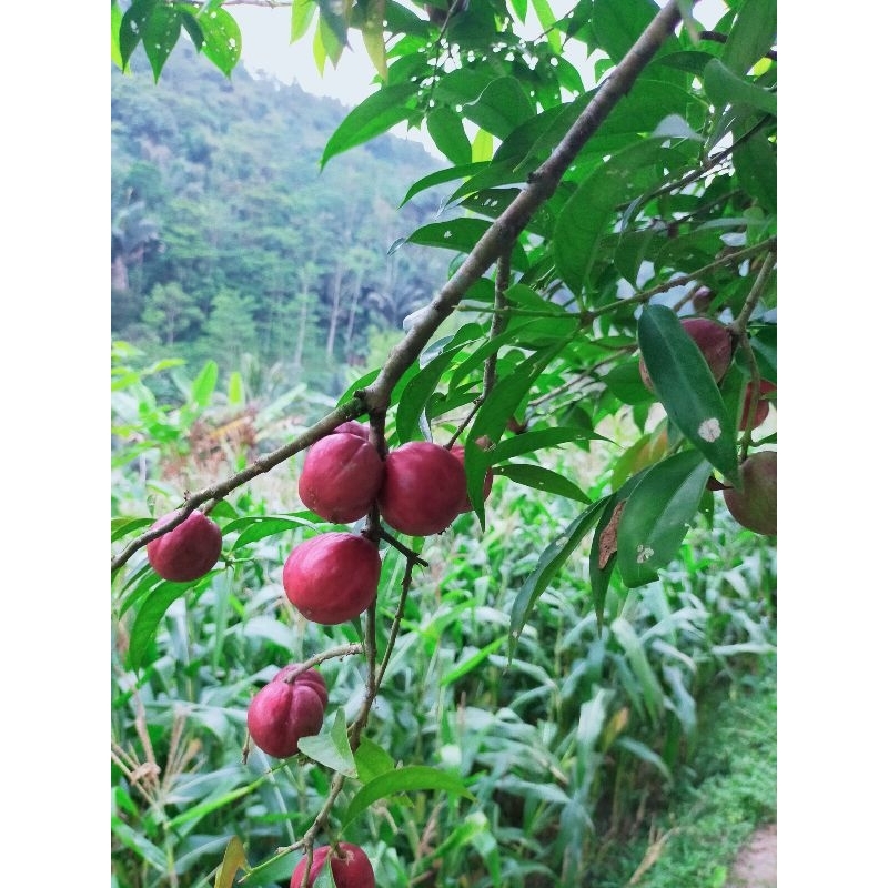 

Mahkota dewa buah mahkota dewa petik langsung 250 gram
