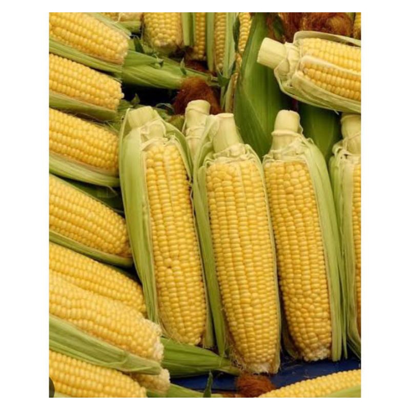 

jagung manis fresh 1 kg FREE kardus paking