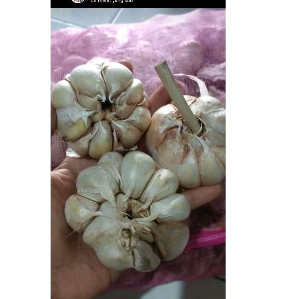 

BAWANG PUTIH SINCO FRESS