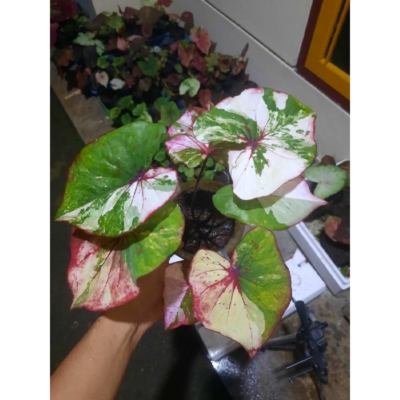 Caladium varigata indukan