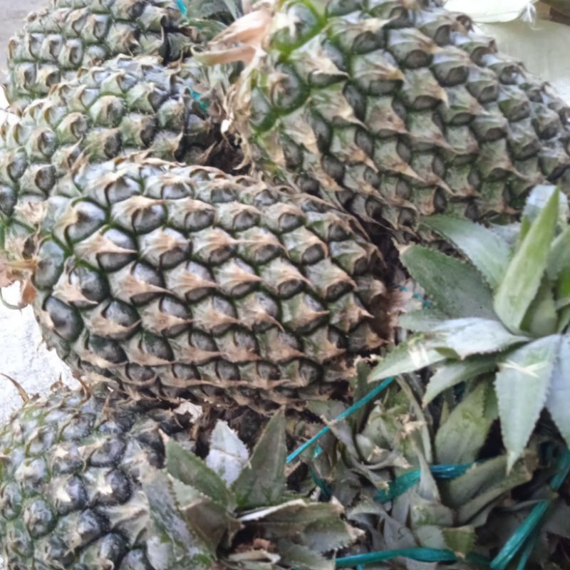 

nanas jual satuan pesan langsung petik dari pohon