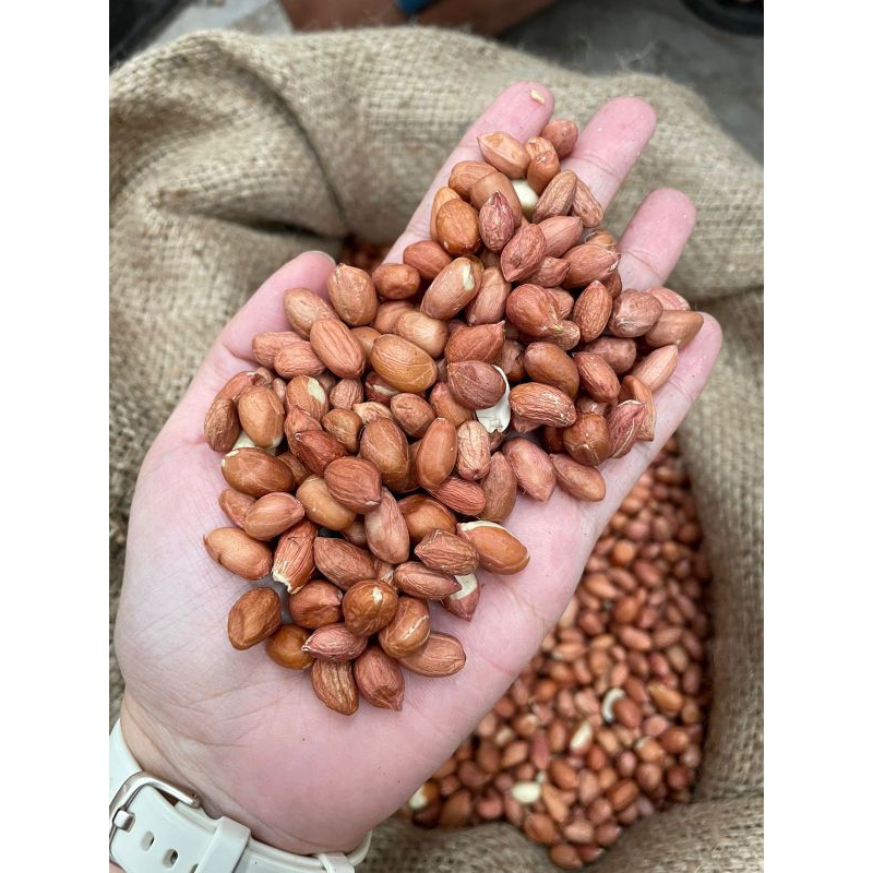 

Kacang Tanah India Mentah 500gram 1KG Kualitas Import Premium