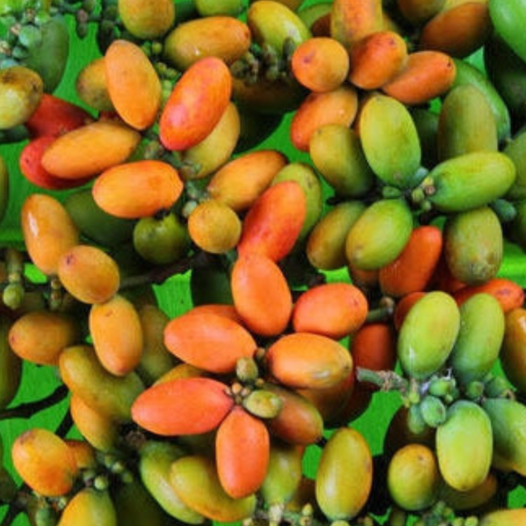 

Melinjo Segar 100 gr Tangkil Segar