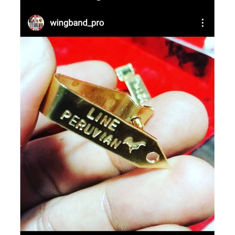 segel sayap ayam jumbo, harga perbiji.