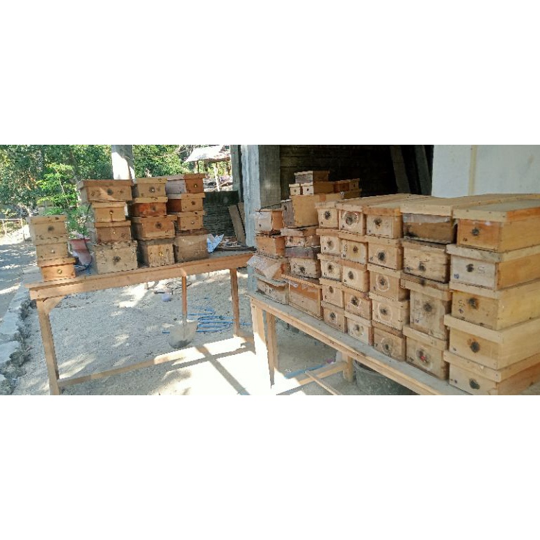 KODE P6A trigona clypearis superpantat kuning Lombok