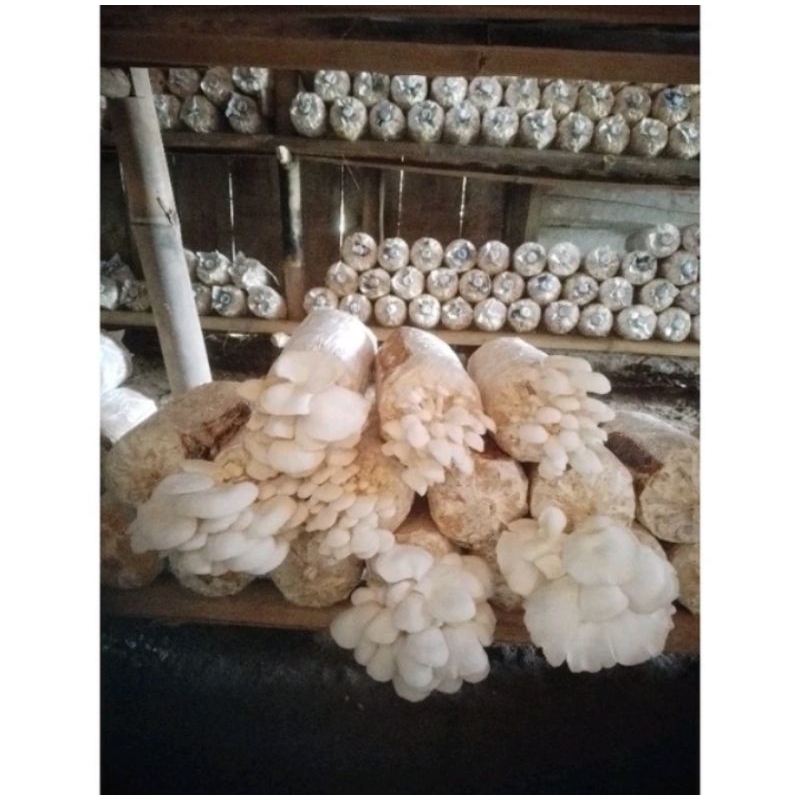 

baglog jamur tiram putih