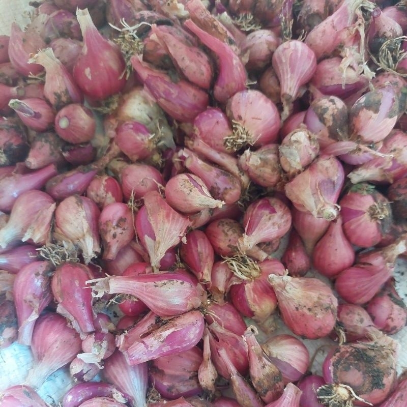 

brambang1kg