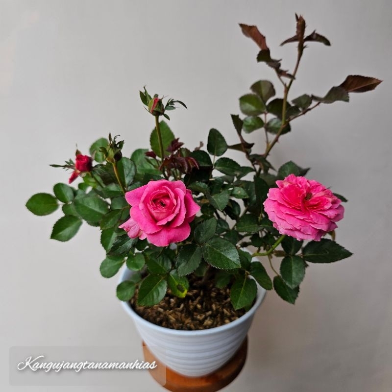 1 POT Tanaman Hidup Bunga mawar Pink