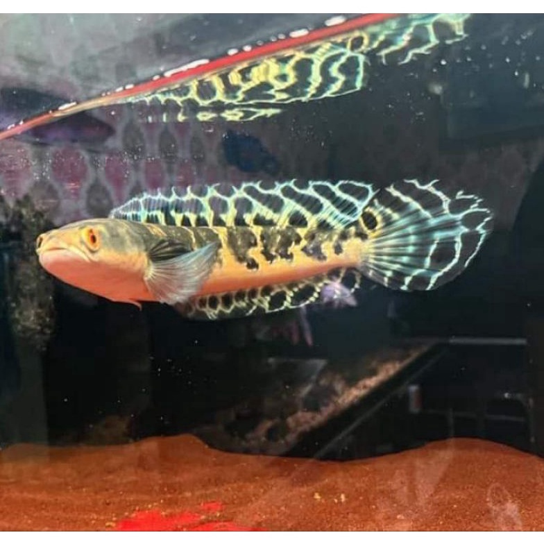 KODE E27W essen oren riau 78cm grade A