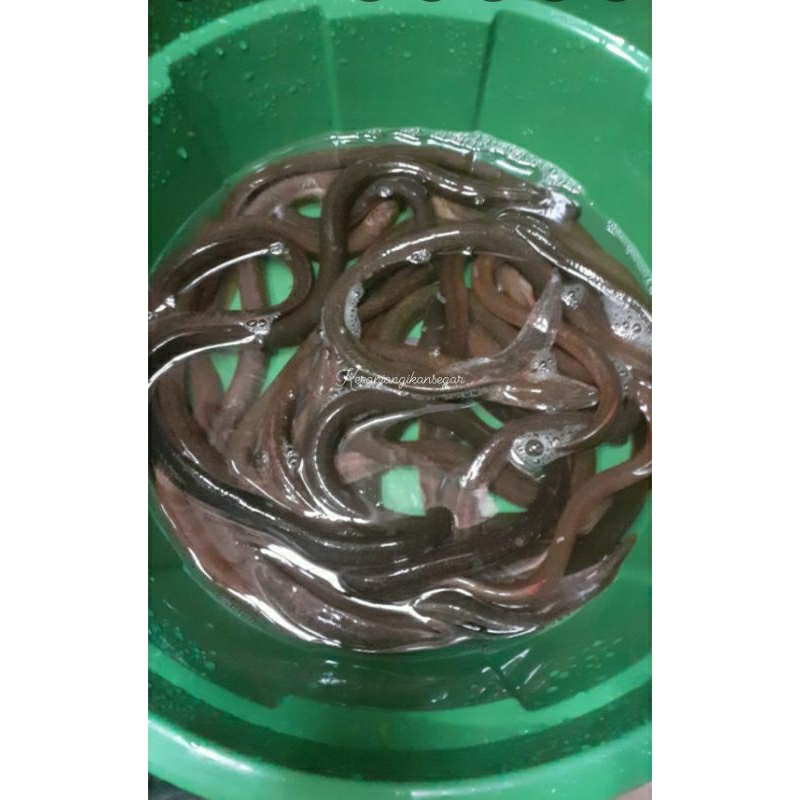 

Ikan belut hidup segar 1kg isi 25/30 (free dibersihkan)