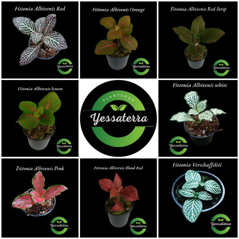 Tanaman hias hidup paludarium/terrarium/indoorplant "paket tanaman fittonia"