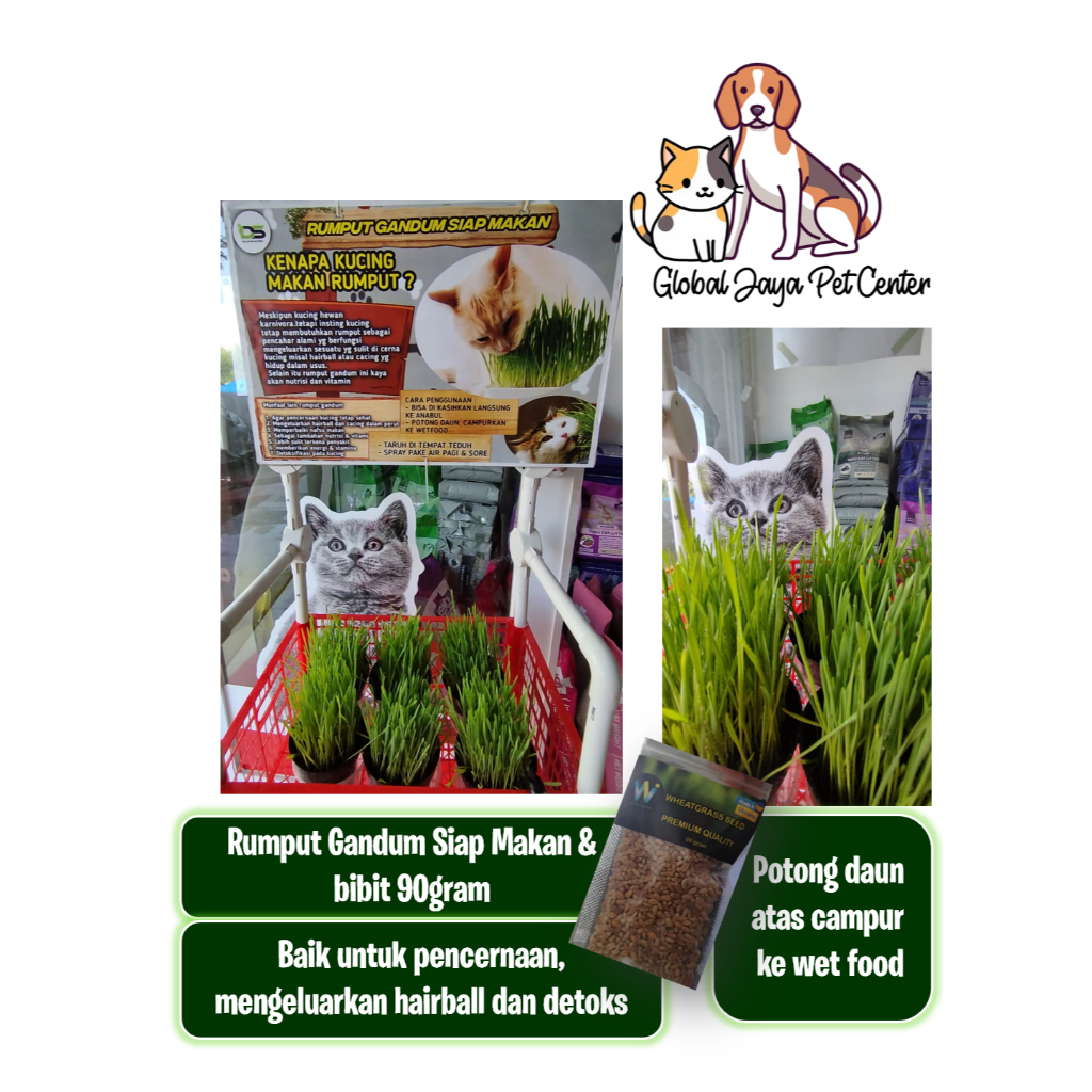 Bibit Rumput Gandum Kucing
