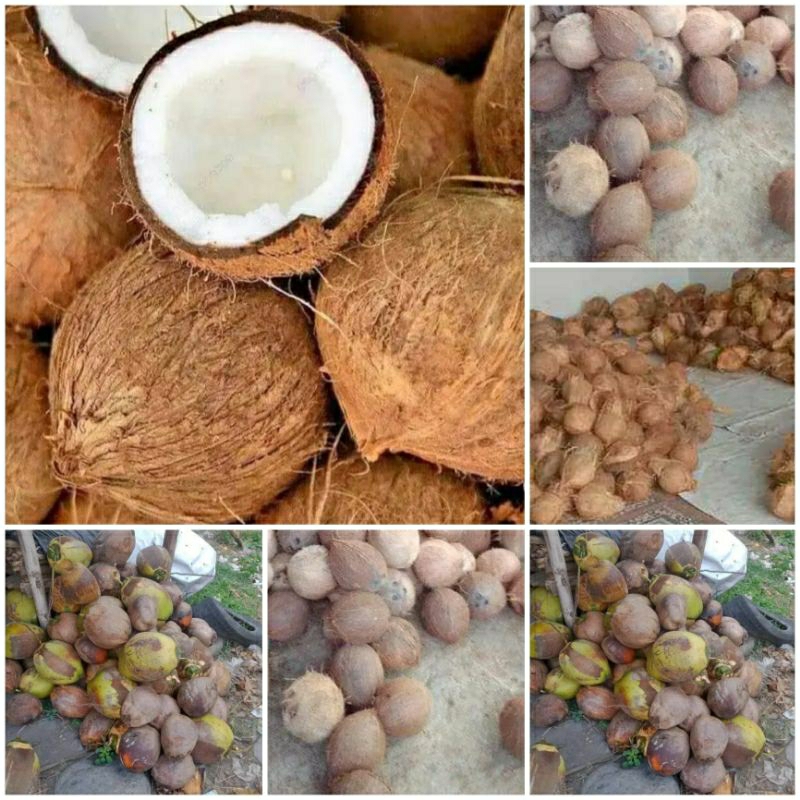 

KELAPA-KERING-TUA