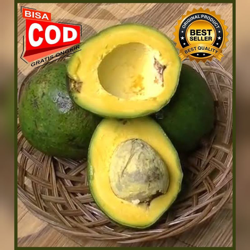 Bibit Alpukat Miki 100% ORI