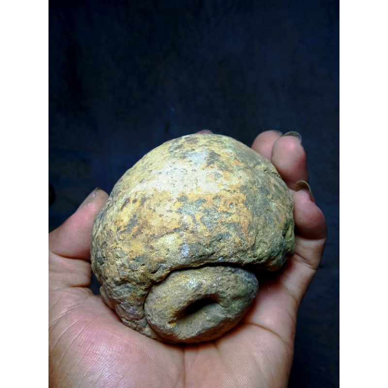 fosil keong besar