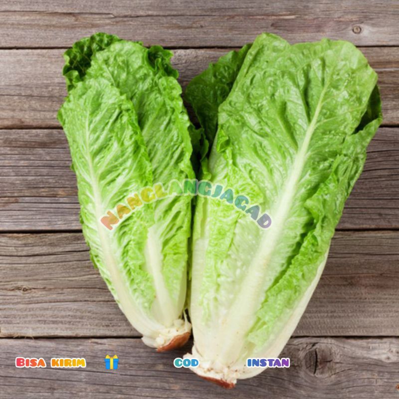 

SELADA ROMAINE 250gr - 500gr