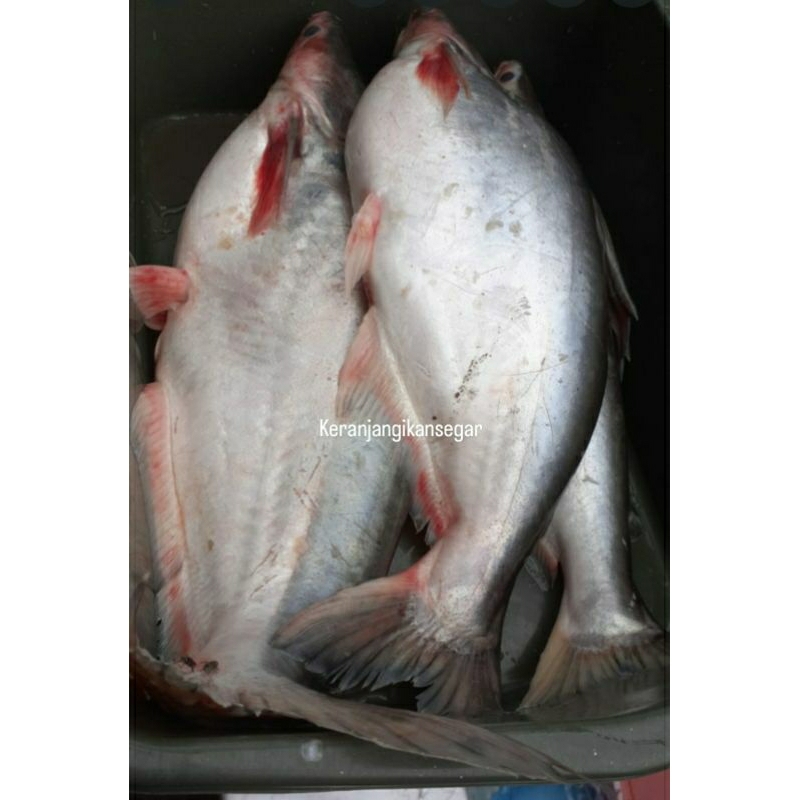 

Ikan patin segar harian berkualitas bergaransi 1kg isi 2/3 (bukan frozen) free dibersihkan