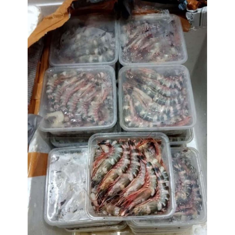 

UDANG WINDU HARGA PROMO