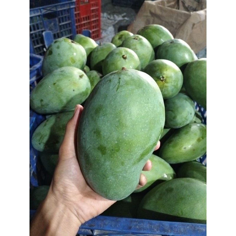 

Mangga