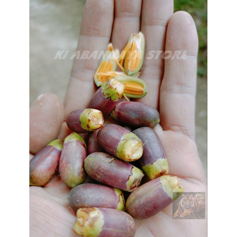 

Bunga Aren 1 kg fresh inti madu