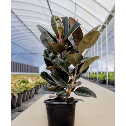 Karet kebo merahFicus elastica Burgundy