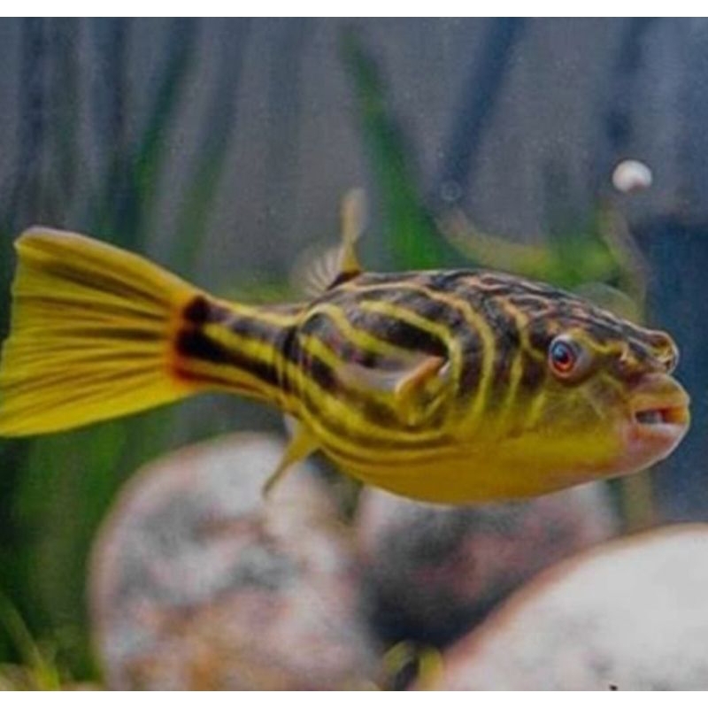 Ikan Fahaka Puffer 3 cm, Ikan Buntal Air Tawar