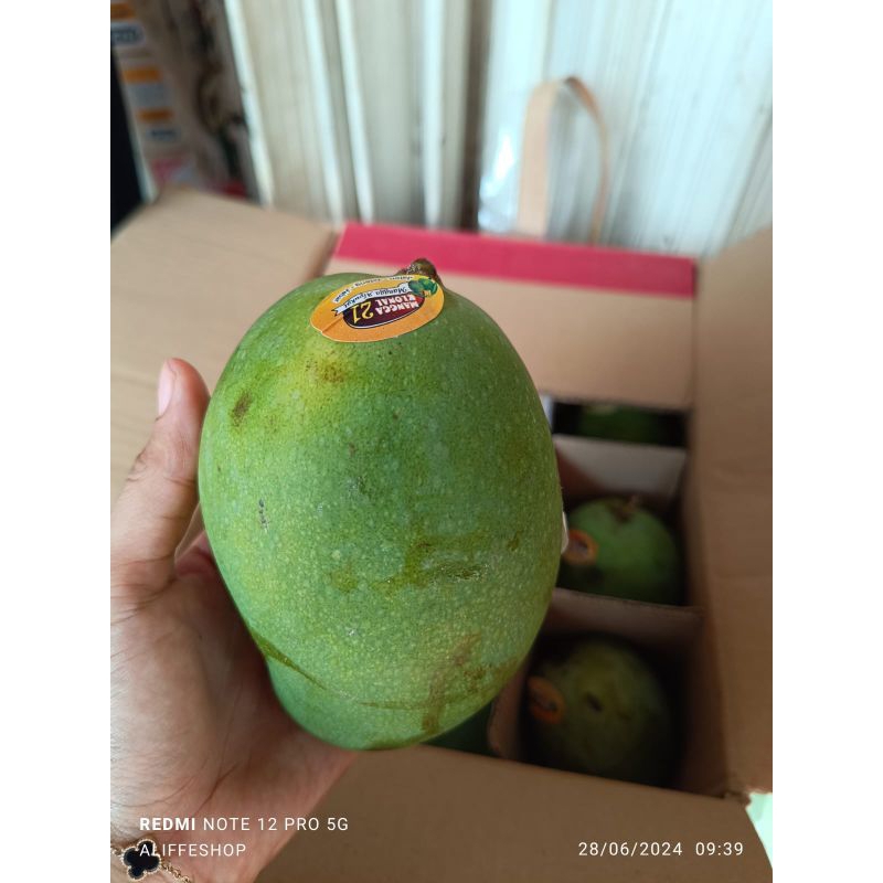 

1 kg mangga alpukat mengkel