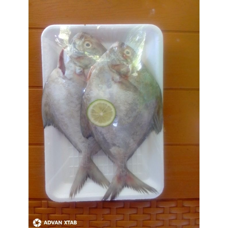 

Ikan Bawal Laut Bawal Putih Besar per 300 gr