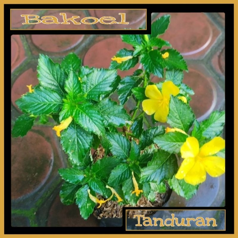 Tanaman Hias Yolanda Kuning