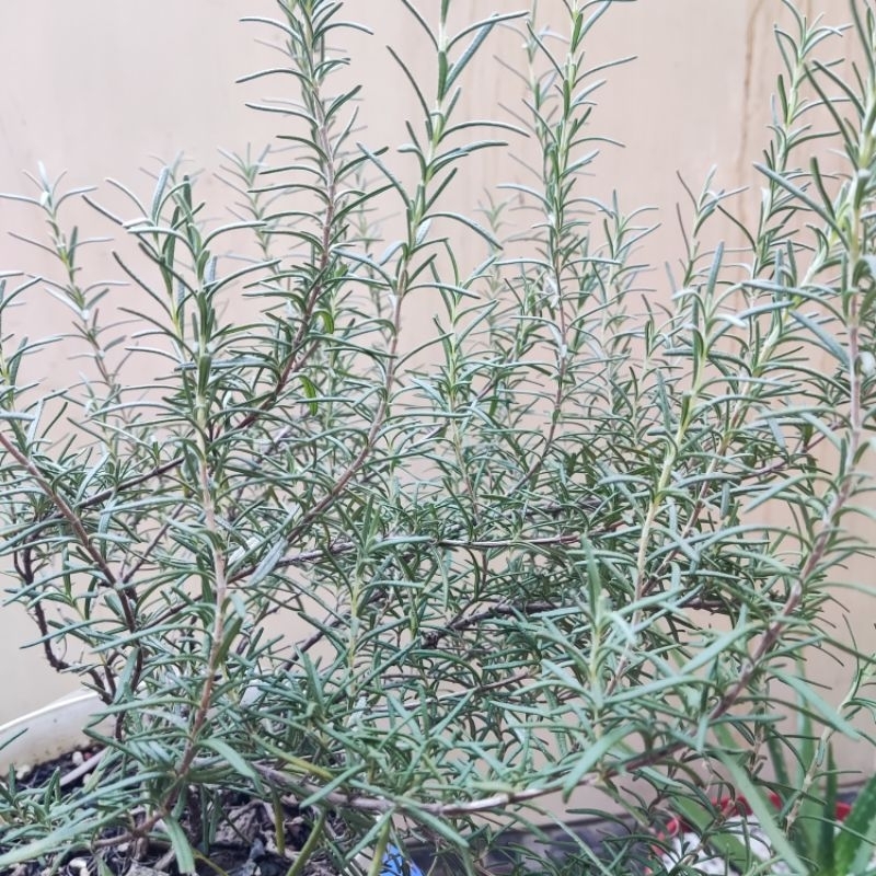 

Daun rosemary fresh segar