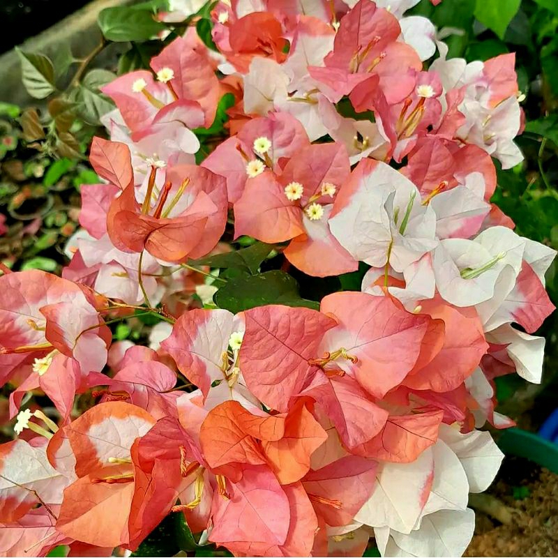 Bunga Hias Bougenville Maharani