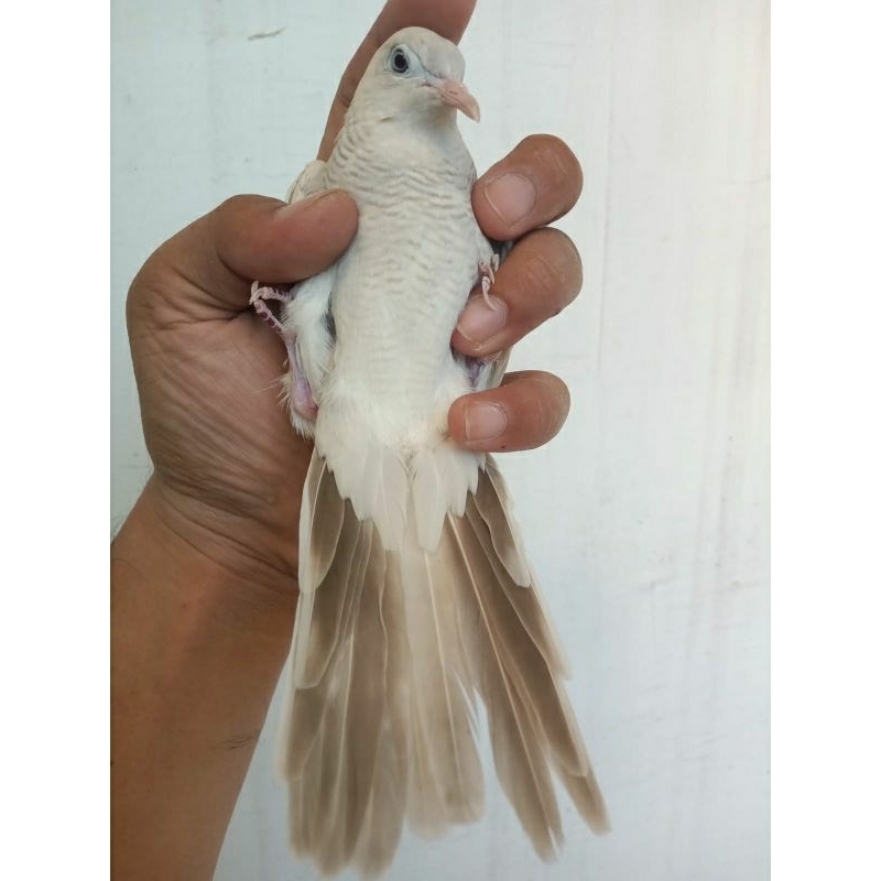 PERKUTUT PUTIH LURIK MOJOPAHIT MATA MERAH DEWASA JANTAN