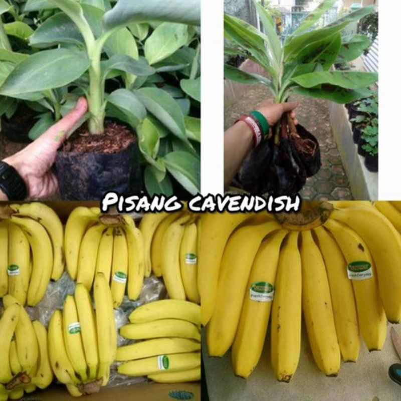 Bibit Pisang Cavendish F17 Unggul Cepat Berbuah