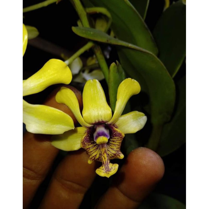 Dendrobium Violaceoflavens ( anggrek besi )