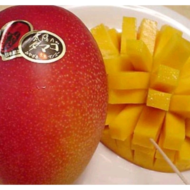 

mangga miyazaki super unggul